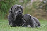 CANE CORSO 1325